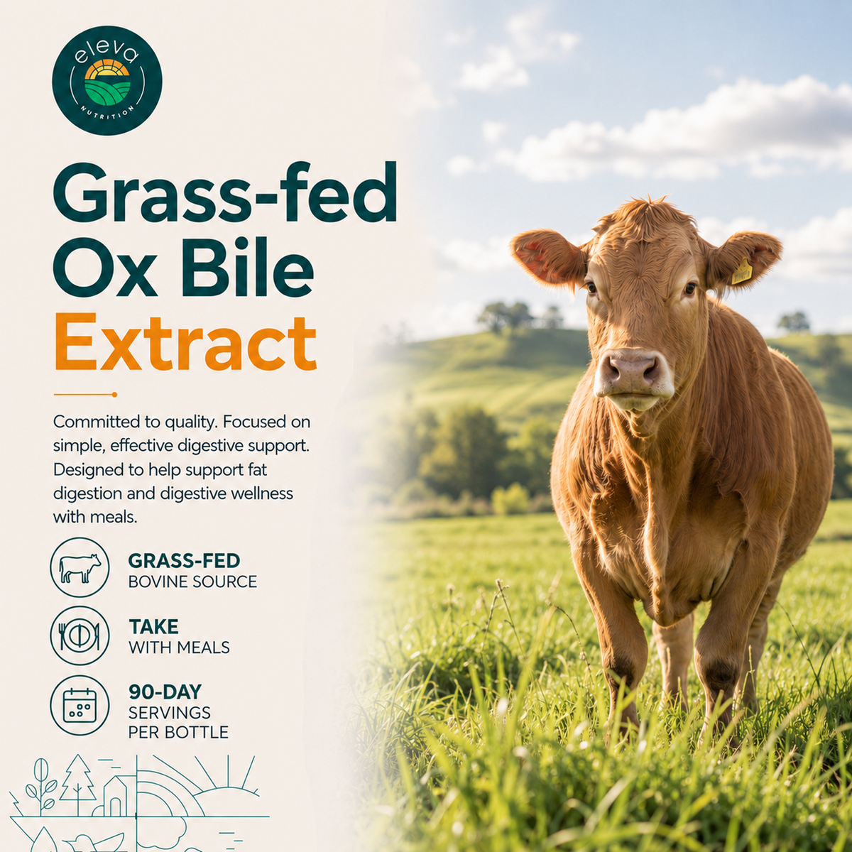 Grass-fed Ox Bile Extract 1000 mg