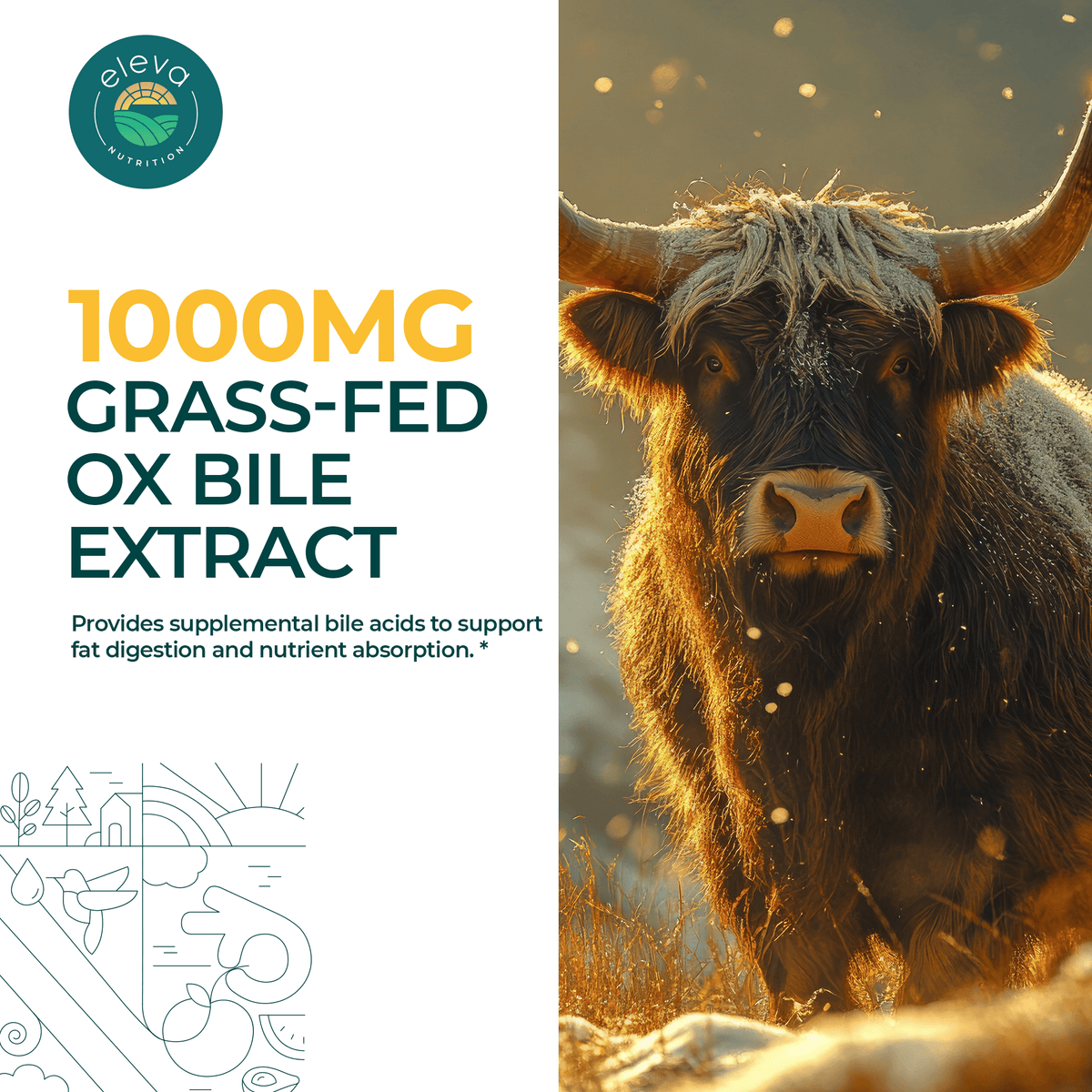 Ox Bile Extract